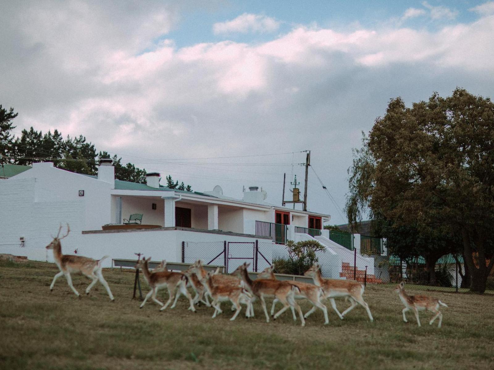 Ou Meul Farm Cottage Botrivier Δωμάτιο φωτογραφία